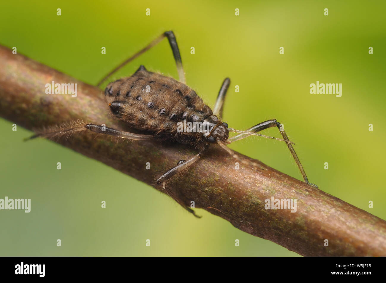 Cinara confinis Blattlaus ruht auf Ast. Tipperary, Irland Stockfoto