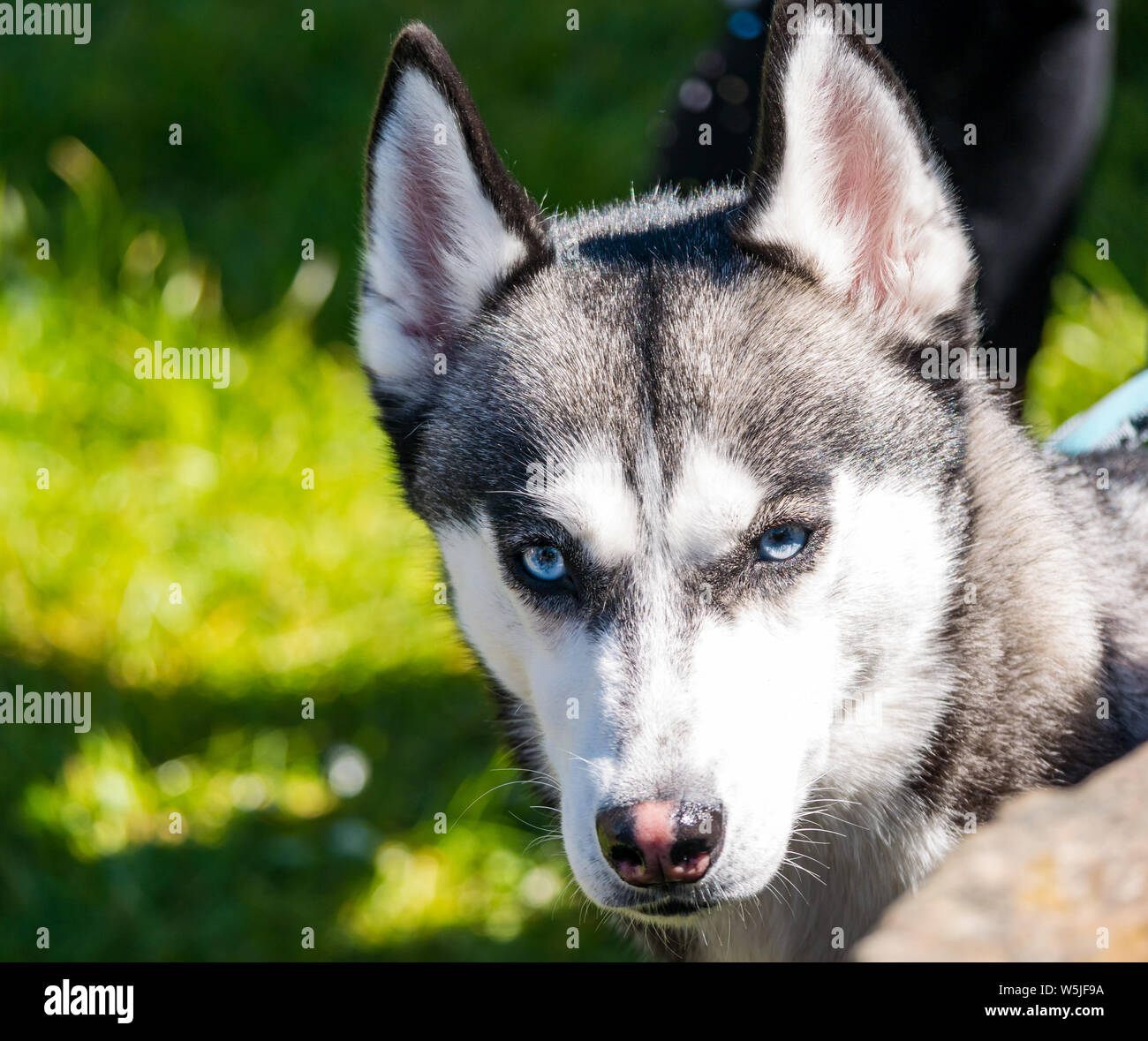 Aufsehenvoller bedrohlicher Look von sibirischem Husky-Hund mit leuchtend blauen Augen und spitzen, wachen Ohren Stockfoto