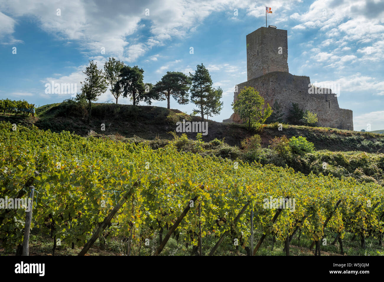 Der Weinbau an der Burgruine Wineck von Katzenthal, Elsass, Frankreich Stockfoto