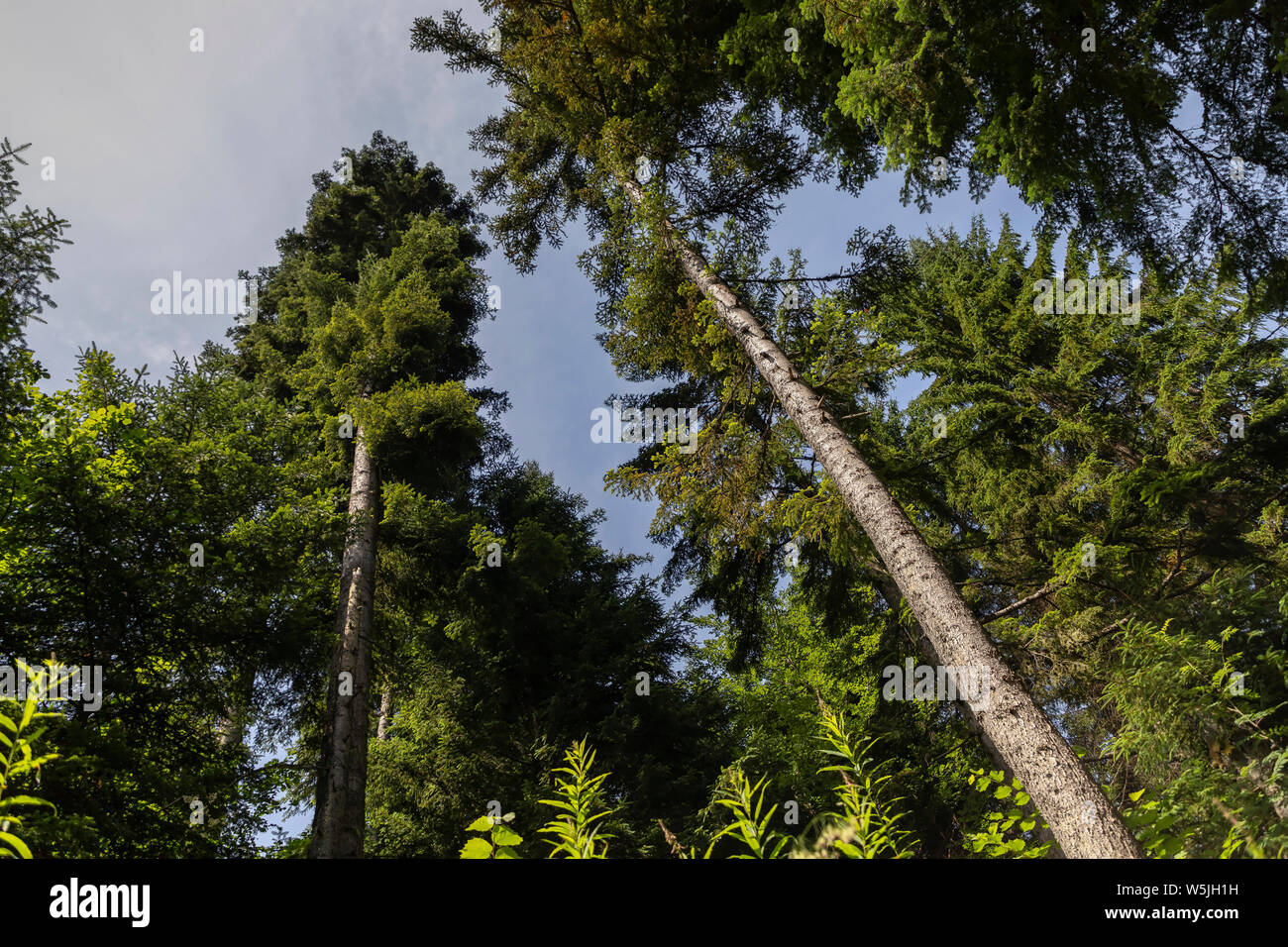 Serbien - Baumkronen im Wald von Tara Mountain Stockfoto