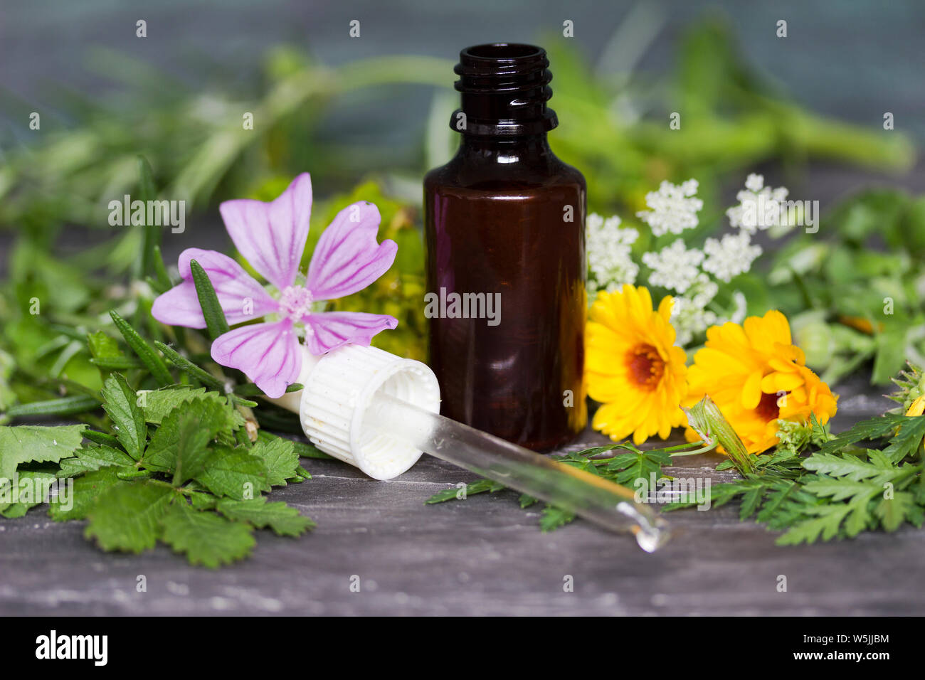 Flasche ätherisches Öl mit natürlichen Kräutern Stockfoto