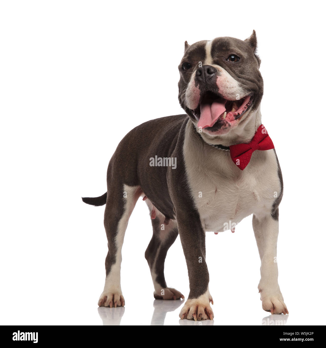 Aufgeregt american Bully das Tragen der roten bowtie Hosen und schaut zur Seite beim Stehen auf weißem Hintergrund Stockfoto