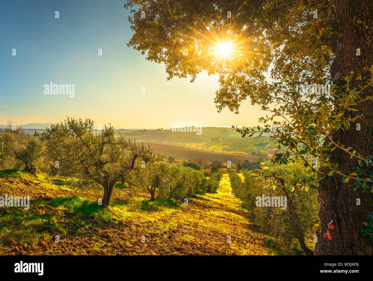Maremma auf dem Land Panoramaaussicht, Olivenhaine, sanfte Hügel und grüne Felder auf den Sonnenuntergang. Meer am Horizont. Casale Marittimo, Pisa, Toskana Italien E Stockfoto