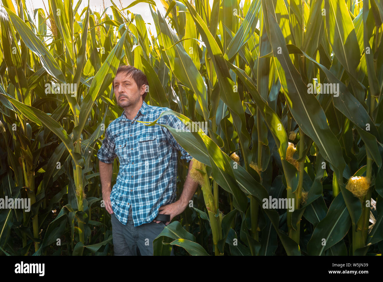 Zuversichtlich mais Bauer im Feld posieren. Portrait von Stattlichen erwachsenen männlichen Agronom in kultivierten Mais Ernte der Plantage. Stockfoto