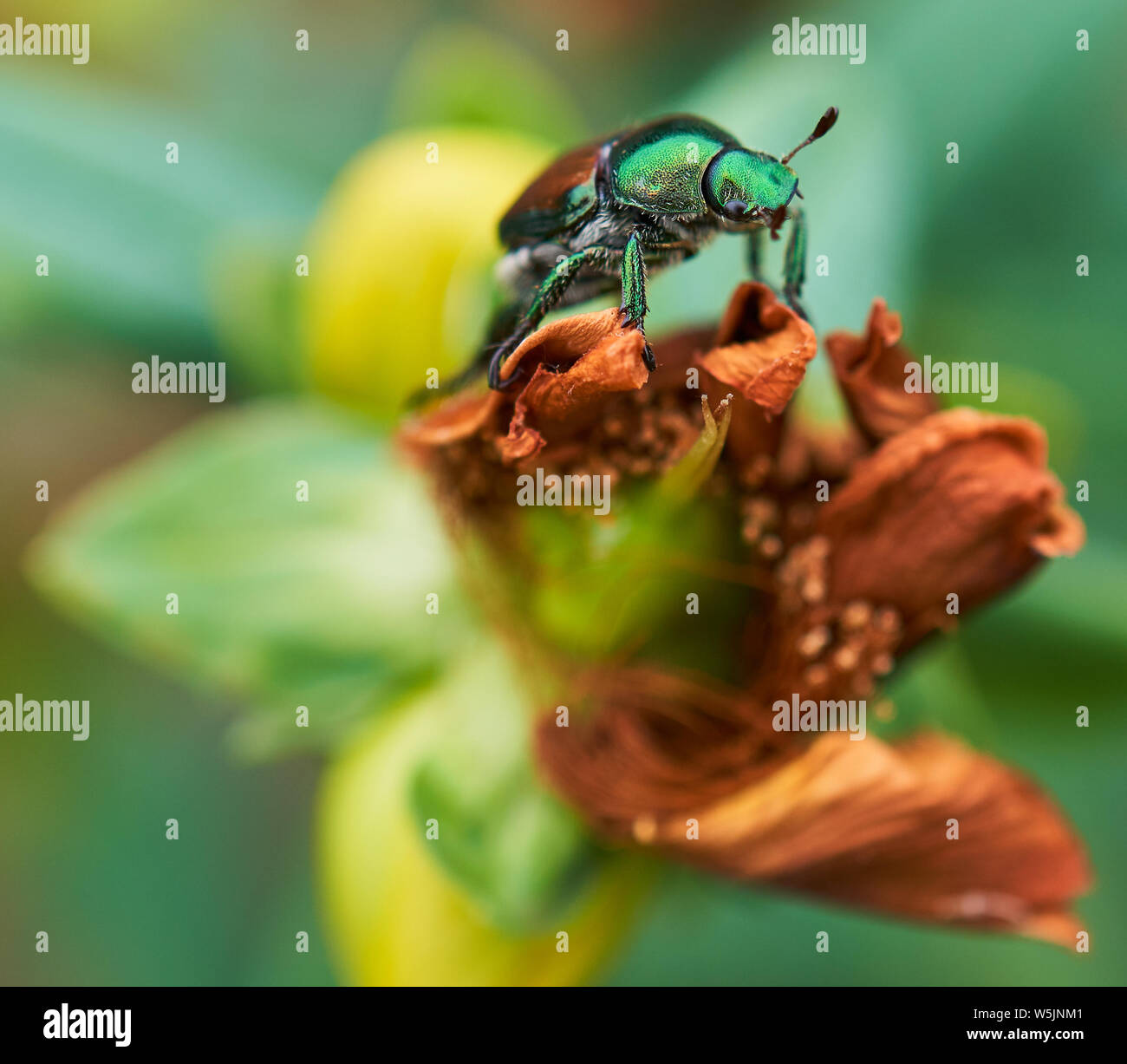 Eine Aussa Juni Käfer, Käfer, Phyllophaga klammert sich an eine Blume an der Bestäuber Garten an der North Carolina Museum für Kunst in Raleigh. Stockfoto