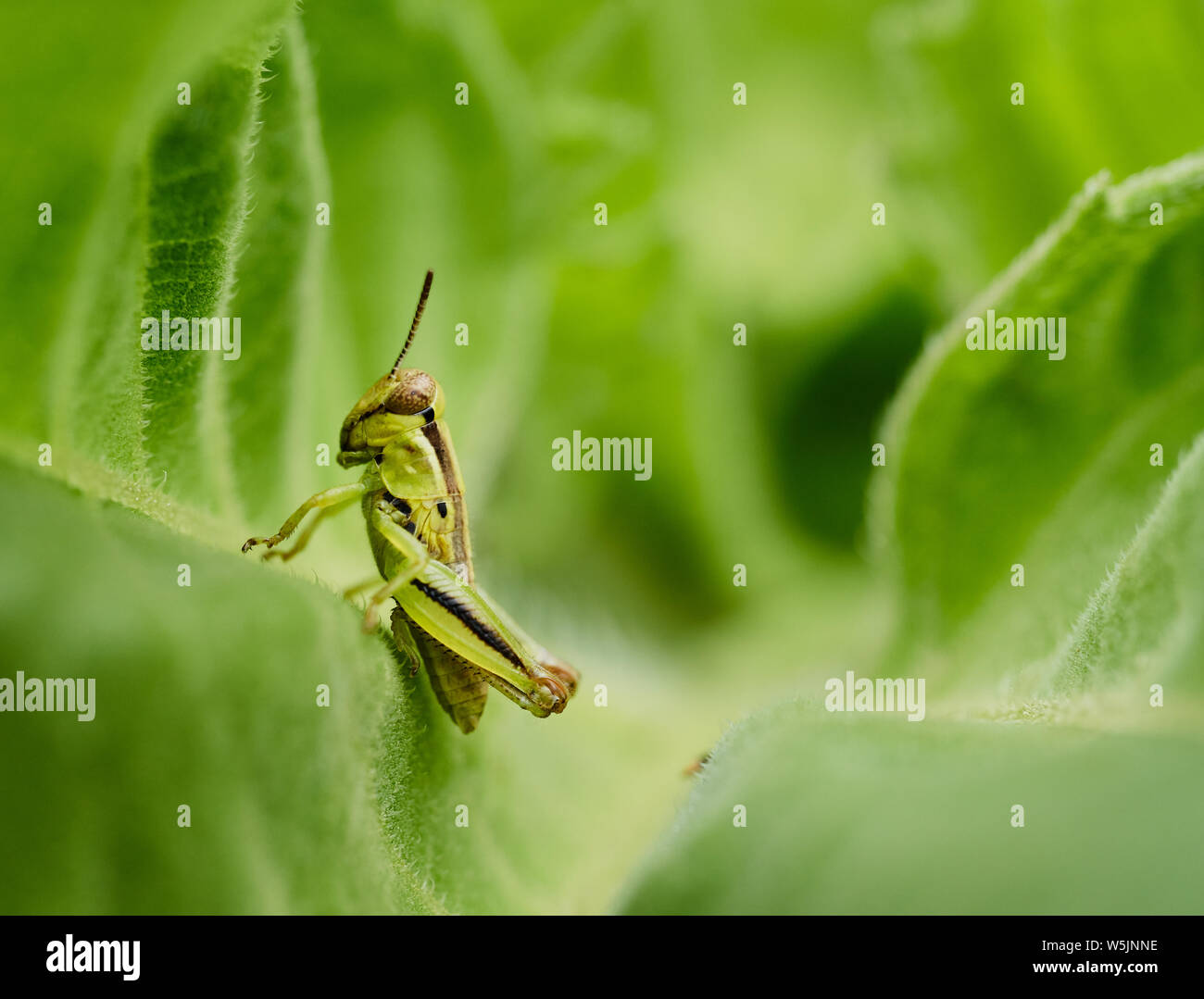 Eine kleine 2-gestreifte grasshopper Sitzstangen auf dem Blatt einer Sonnenblume in Raleigh, North Carolina, im Sommer 2019. Stockfoto