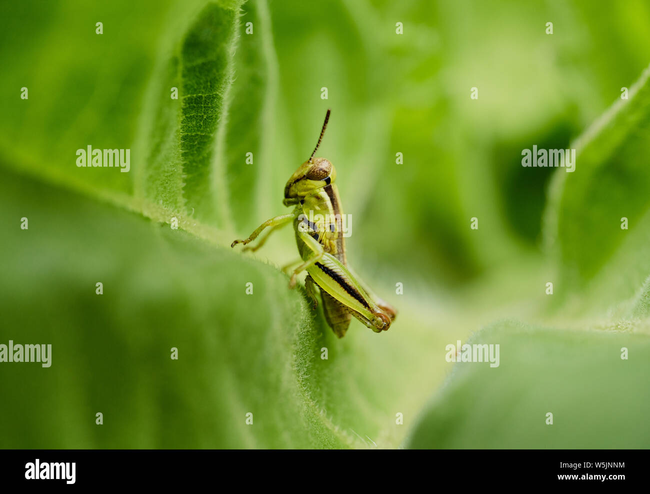 Eine kleine 2-gestreifte grasshopper Sitzstangen auf dem Blatt einer Sonnenblume in Raleigh, North Carolina, im Sommer 2019. Stockfoto