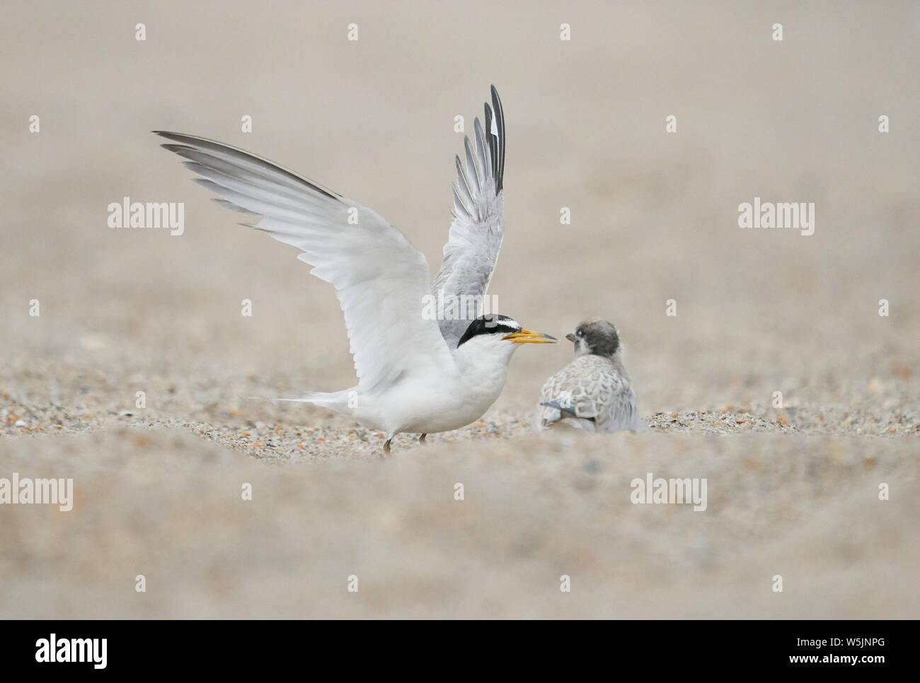 Mindestens tern Feeds seine Küken in Wrightsville Beach, Wilmington, North Carolina Stockfoto