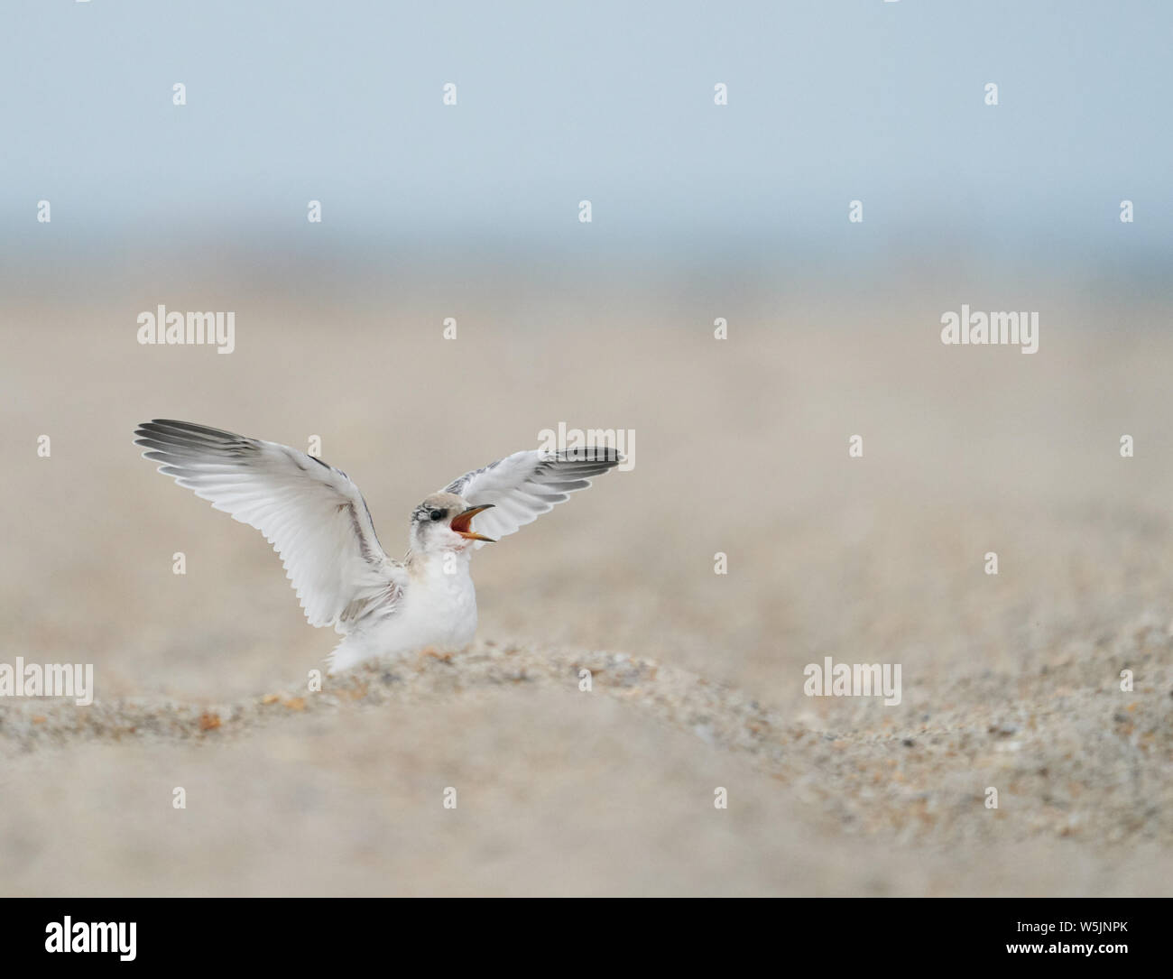 Mindestens tern Küken zieht die Aufmerksamkeit von seiner Muttergesellschaft in Wrightsville Beach, Wilmington, North Carolina Stockfoto