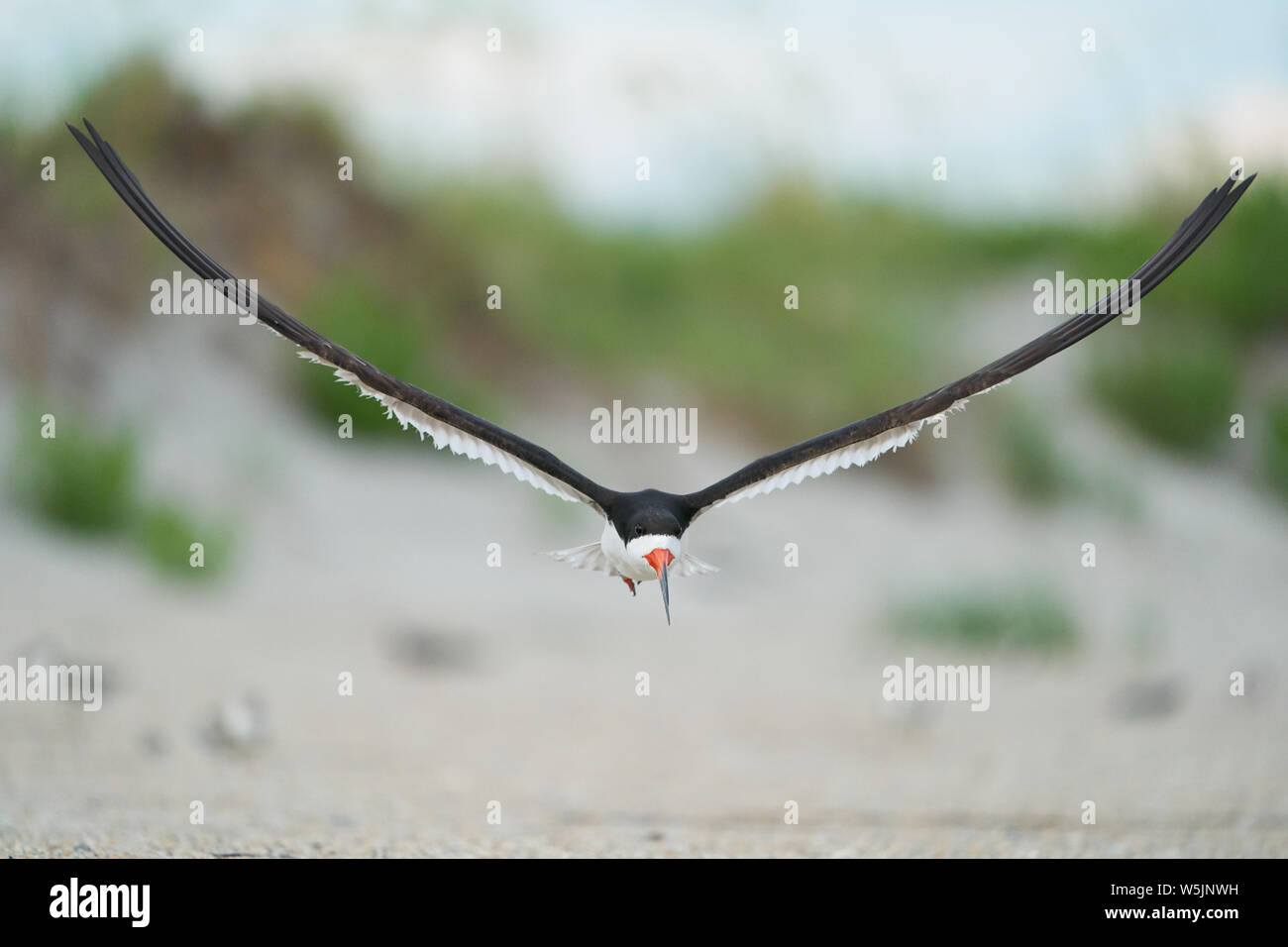 Ein schwarzes Abstreicheisen fliegt über die Kolonie von Skimmer und mindestens Seeschwalben in Wrightsville Beach in Wilmington, North Carolina, im Juli 2019. Stockfoto