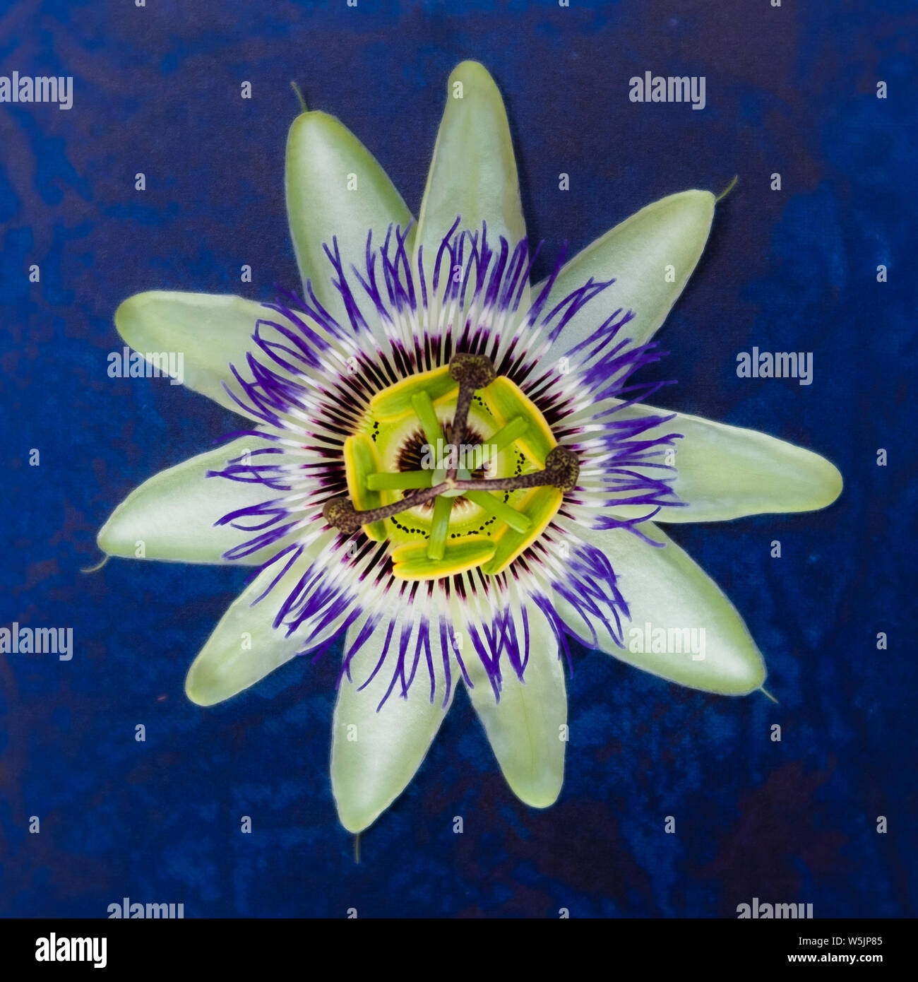 Passionsblume, Passiflora, auf blauem Hintergrund Stockfoto