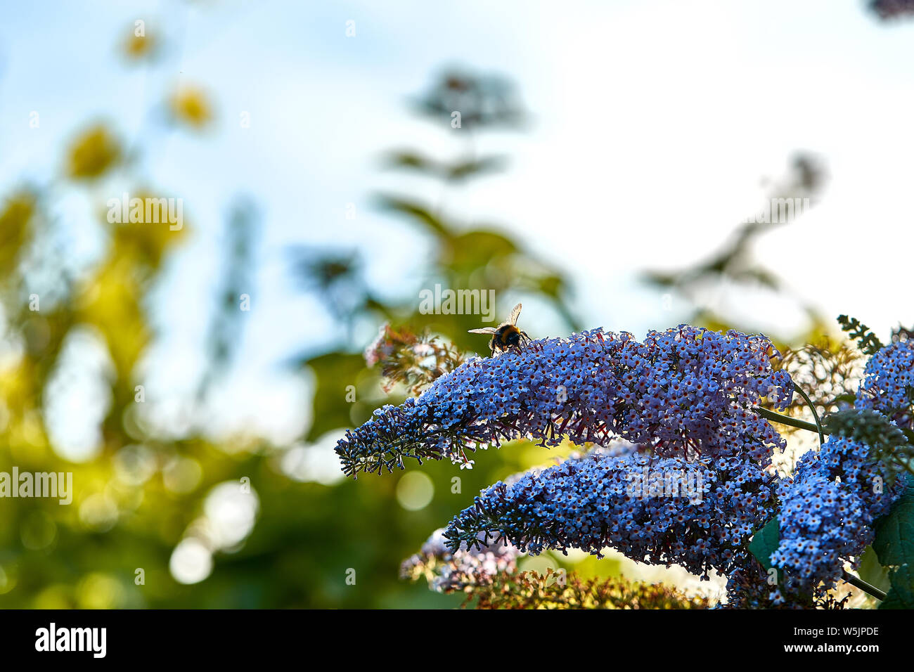 Eine Hummel (Gattung Bombus) mit seinem Rüssel Fütterung von einem sommerflieder Blütenblatt. Stockfoto
