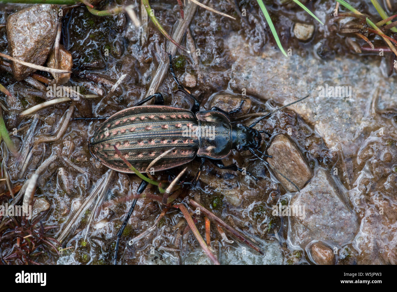 Im Käfer Carabus clatratus, Rosshire, Schottland Stockfoto