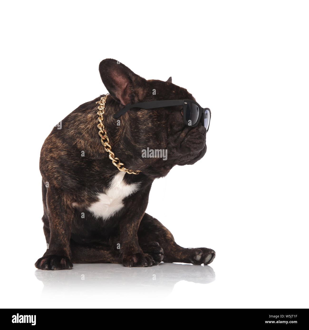 Cool französische Bulldogge tragen Kette und Sonnenbrille schaut zur Seite sitzend auf weißem Hintergrund Stockfoto