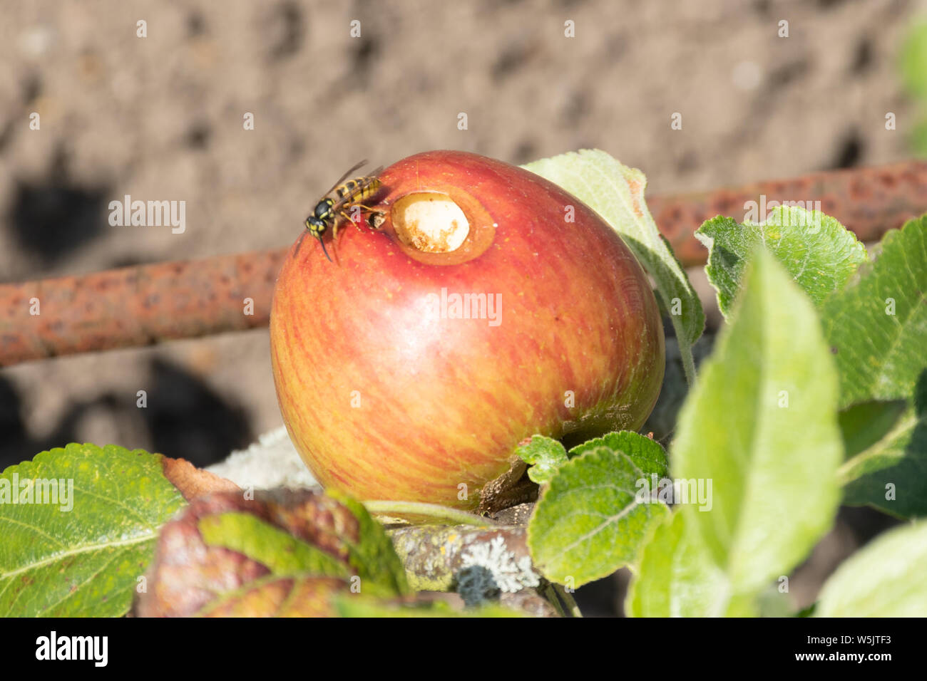 Gemeinsame Wespe (Vespula vulgaris) Essen an der Bohrung in einem Apple Stockfoto