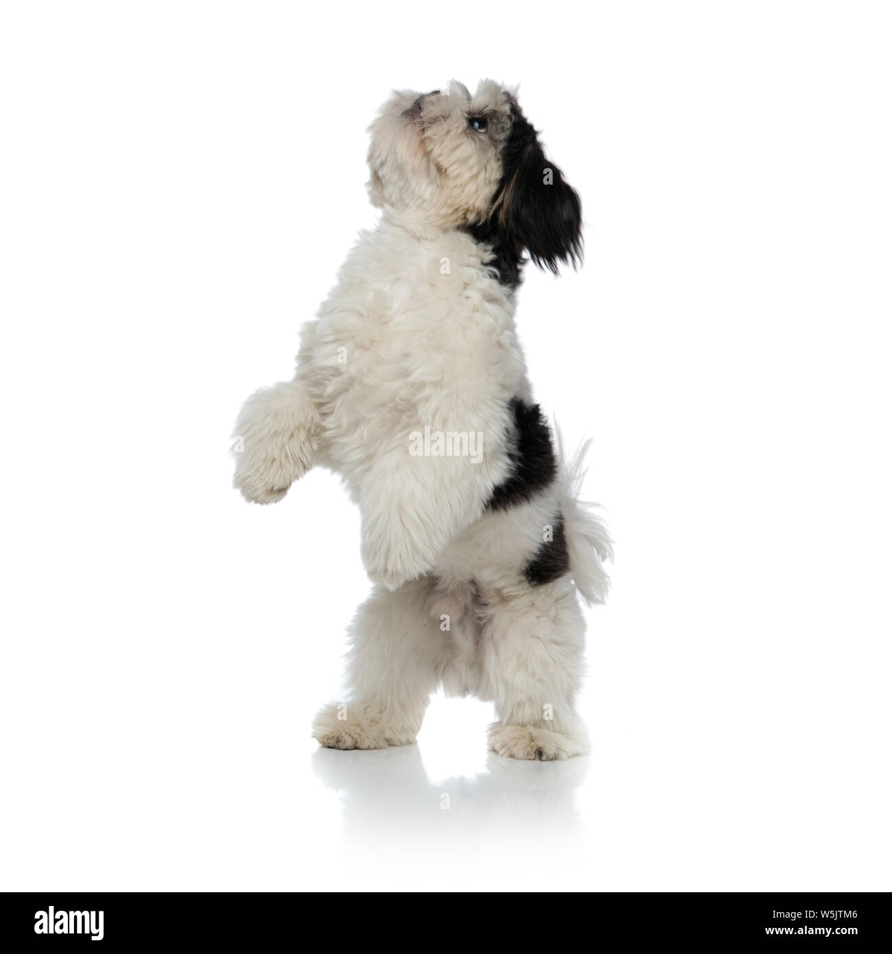 Adorable schwarz und weiß Shih Tzu stehen auf zwei Beinen auf weißem Hintergrund sucht Stockfoto