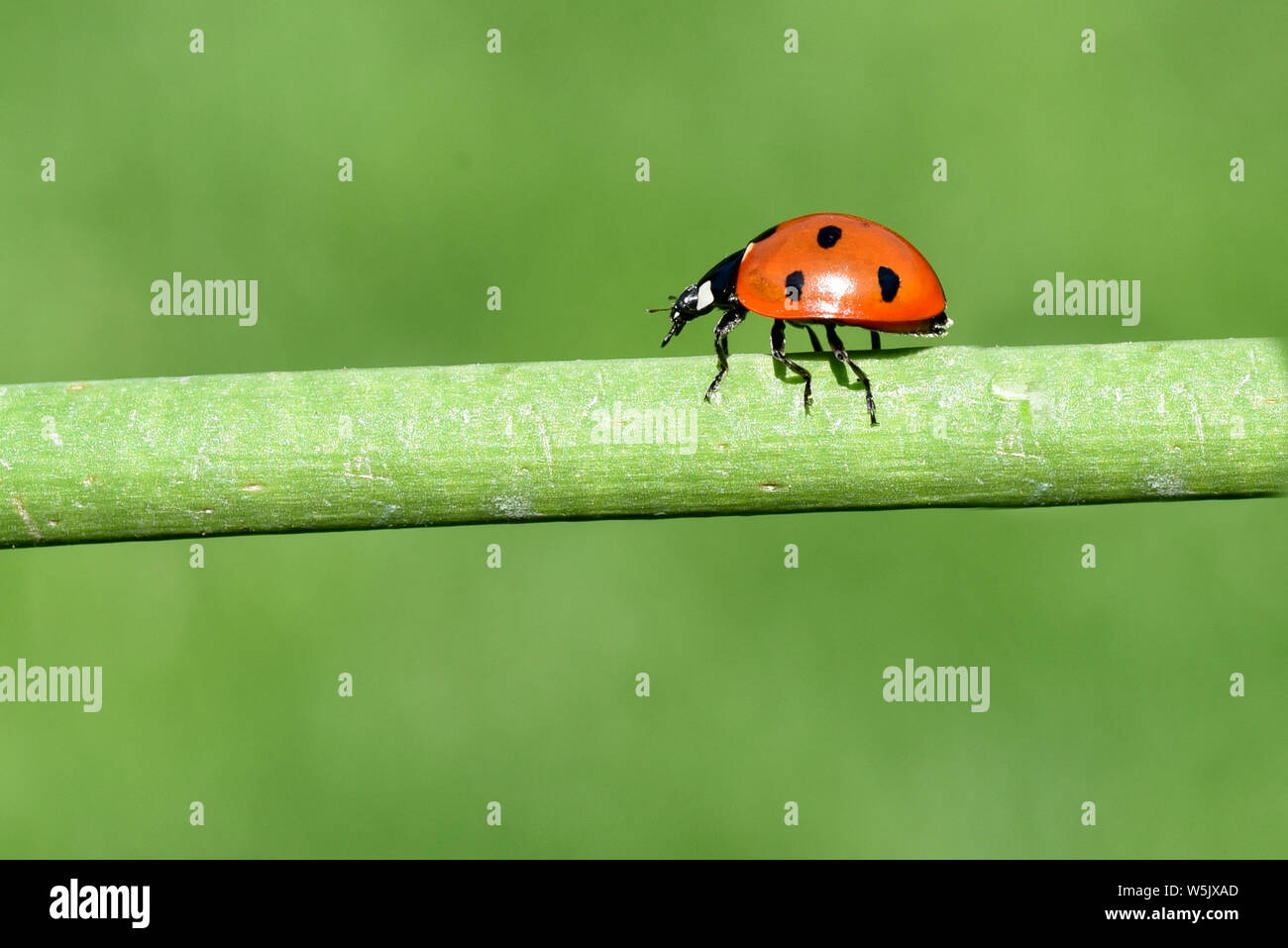 Marienkaefer, Coccinella, semptempunctata Stockfoto