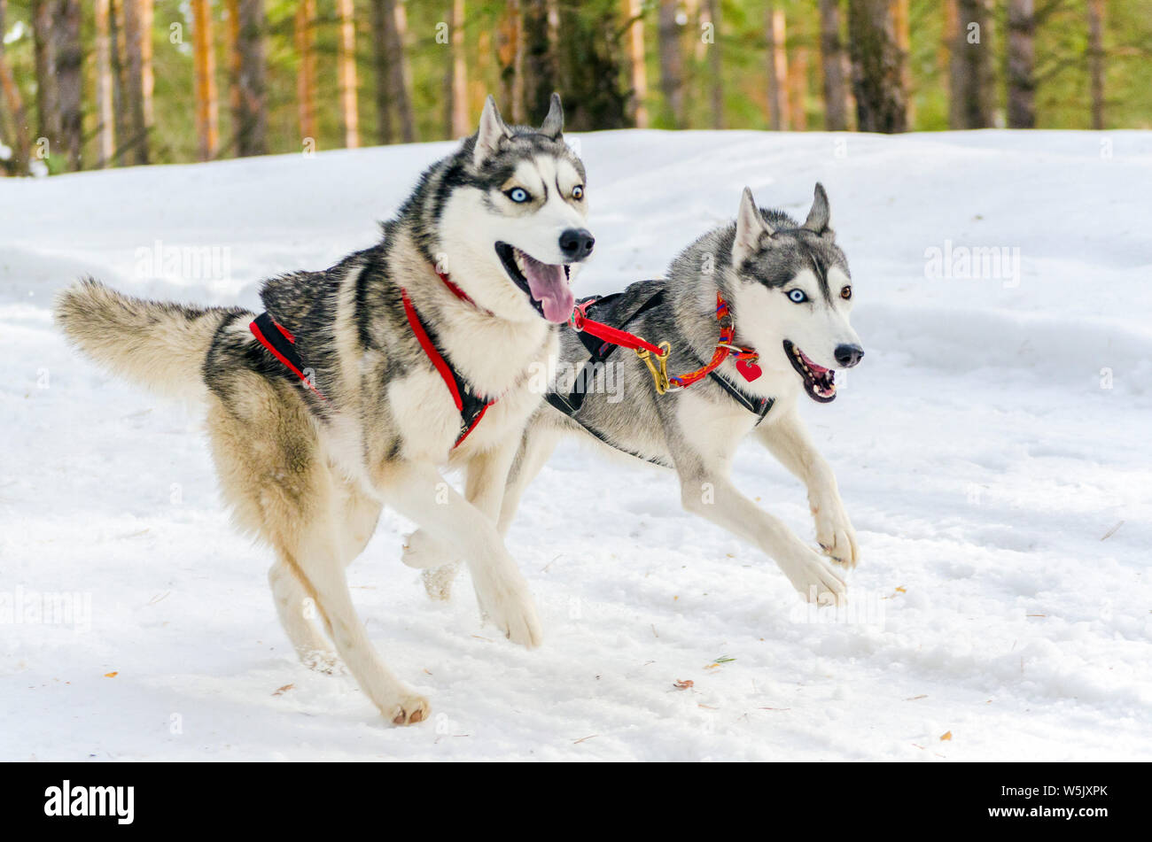 Zwei Siberian Husky Schlittenhunde im Kabelbaum im Wald zu hetzen. Husky Rasse Schlittenhunde Rennen Wettbewerb. Winter Track. Stockfoto