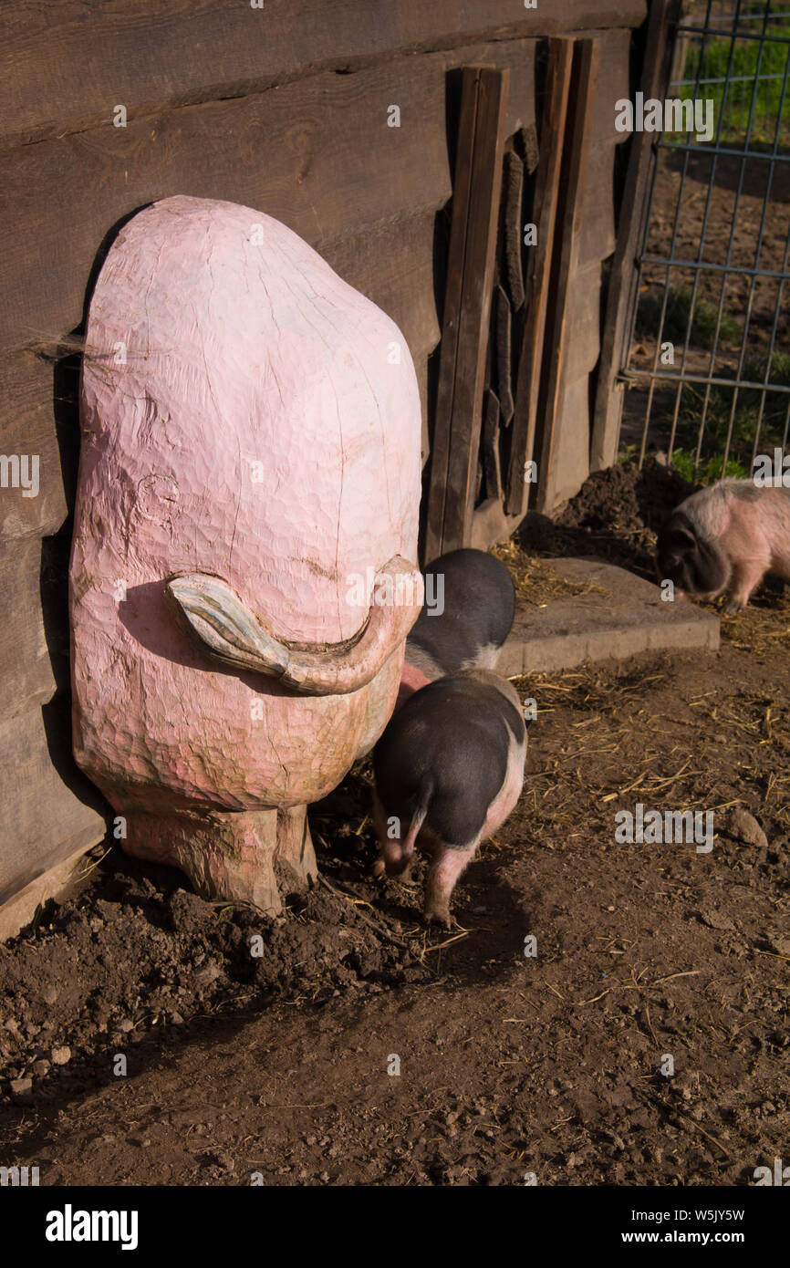 Gruppe von großen Schweinen, die draußen auf der Ranch essen. Stockfoto