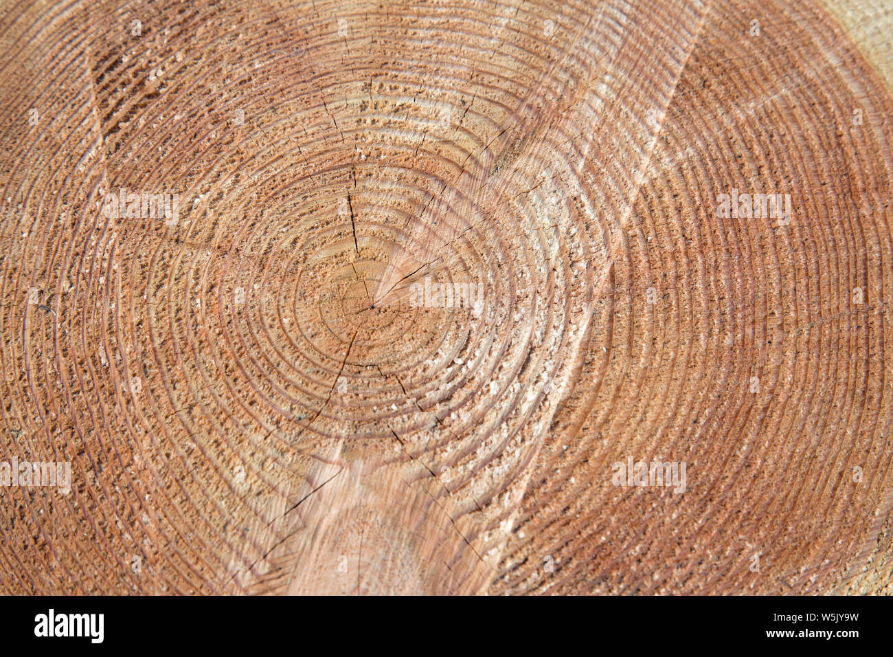 Frisch gesägt cut Protokoll mit Ringen. Stockfoto