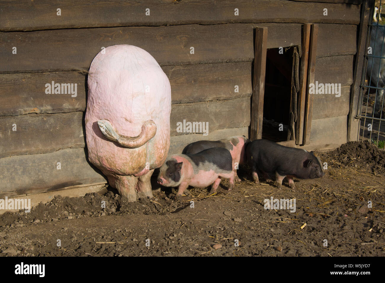 Gruppe von großen Schweinen, die draußen auf der Ranch essen. Stockfoto