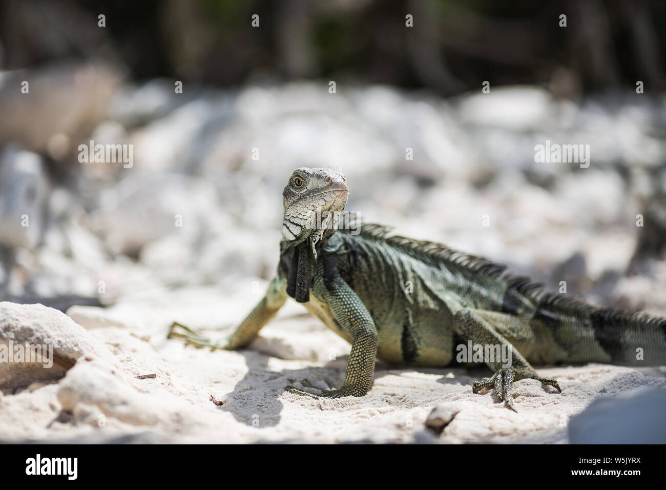 Iguana iguana, bekannt als Grüner Leguan auf der karibischen Insel Aruba Stockfoto