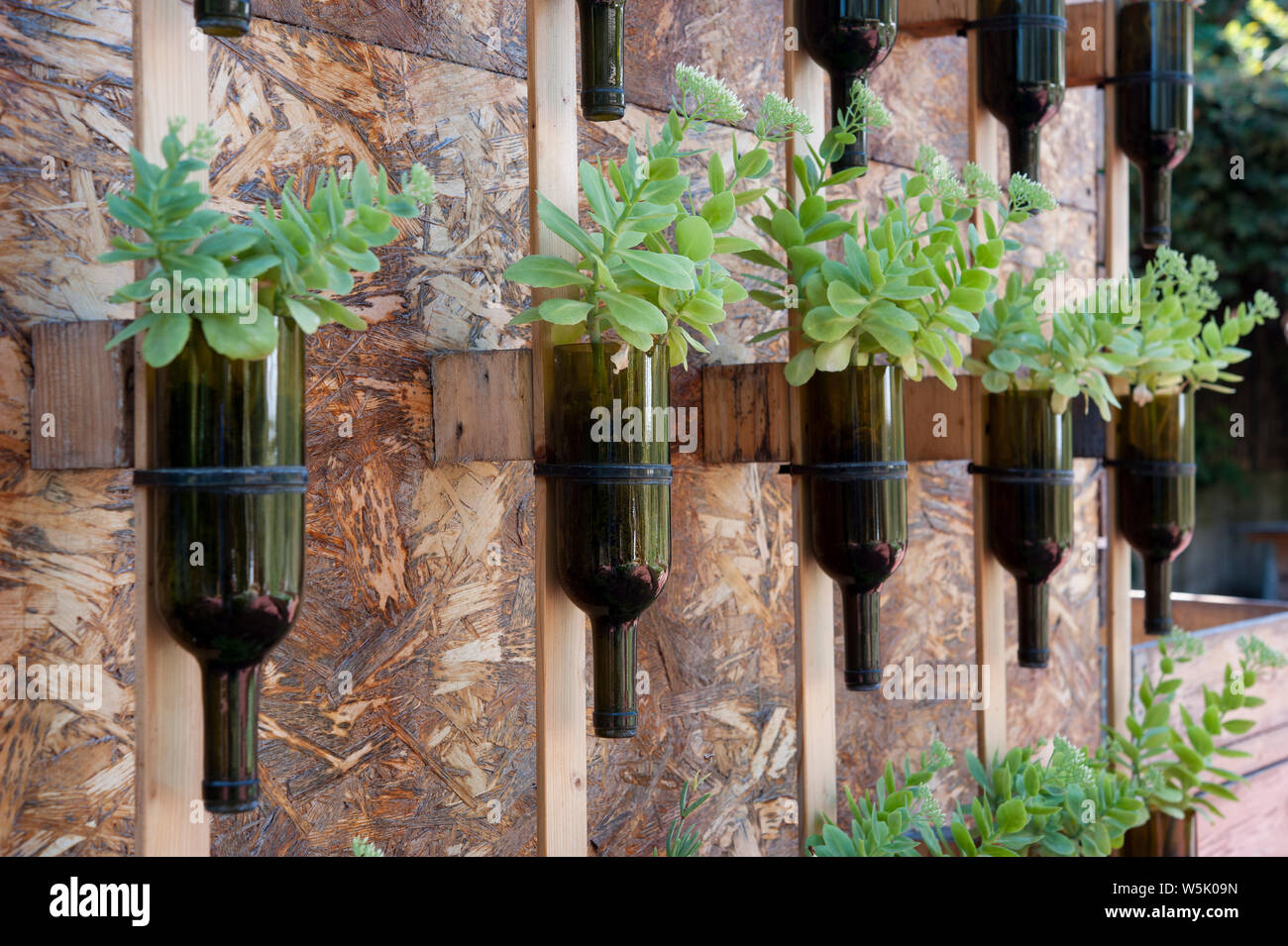 Wein Flaschen als ein saftiges Blume Pflanzen, die an der Wand hing, recycelt. Stockfoto