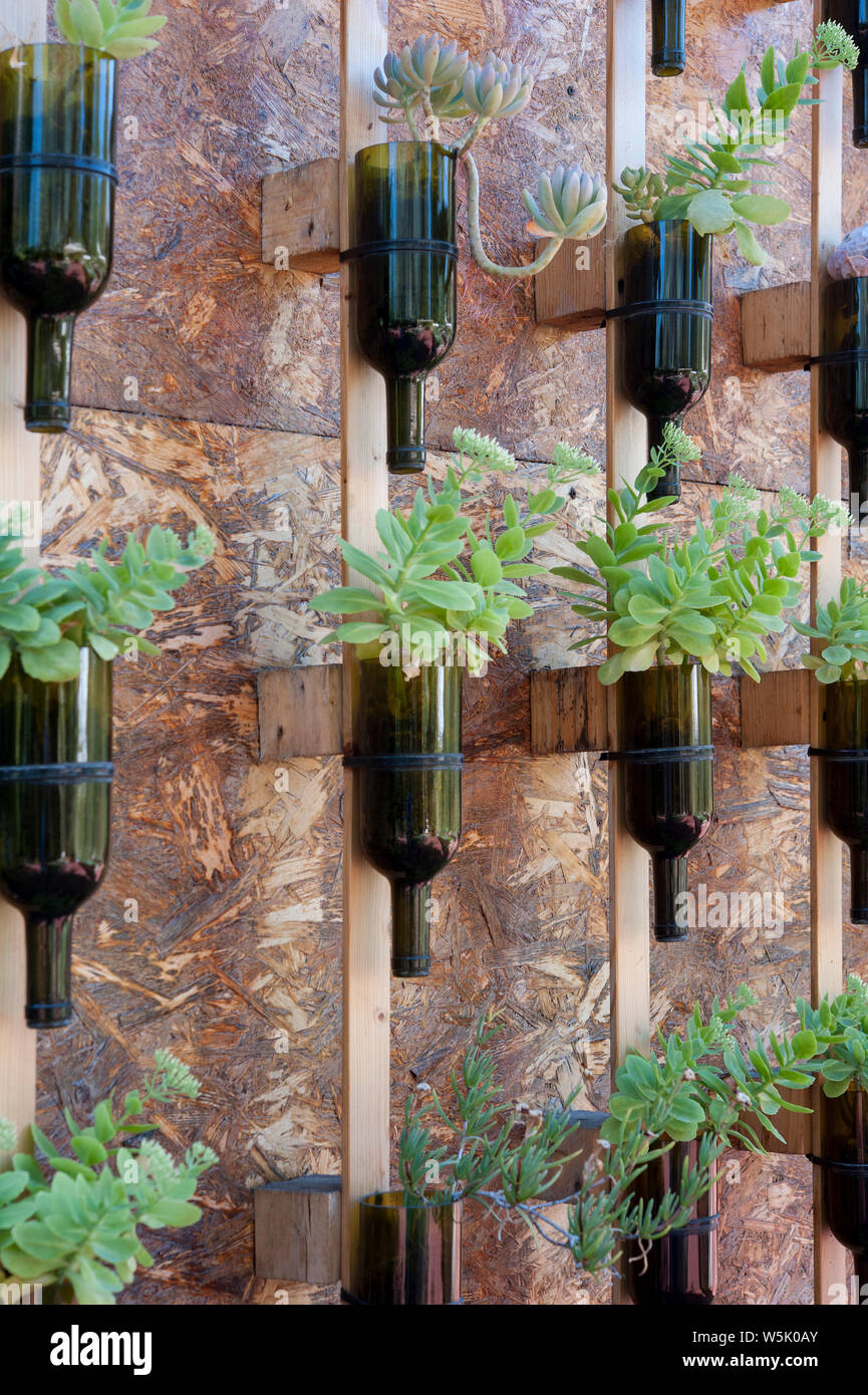 Wein Flaschen als ein saftiges Blume Pflanzen, die an der Wand hing, recycelt. Stockfoto