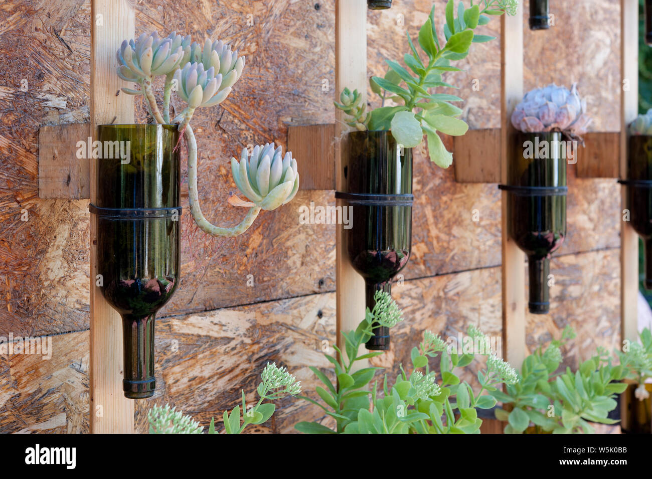 Wein Flaschen als ein saftiges Blume Pflanzen, die an der Wand hing, recycelt. Stockfoto
