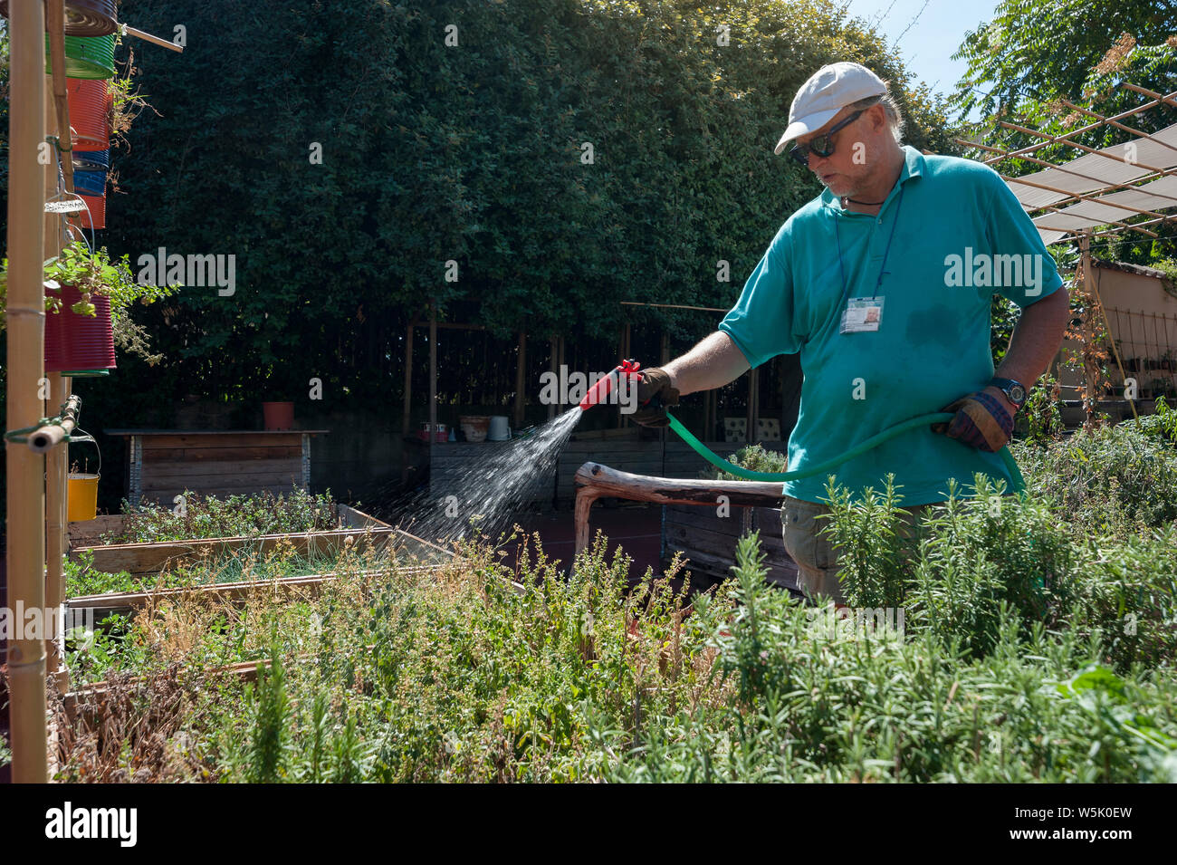 Landwirt Mann Bewässerung Gemüse in Holzkiste. Urban organischen Gartenbau. Stockfoto