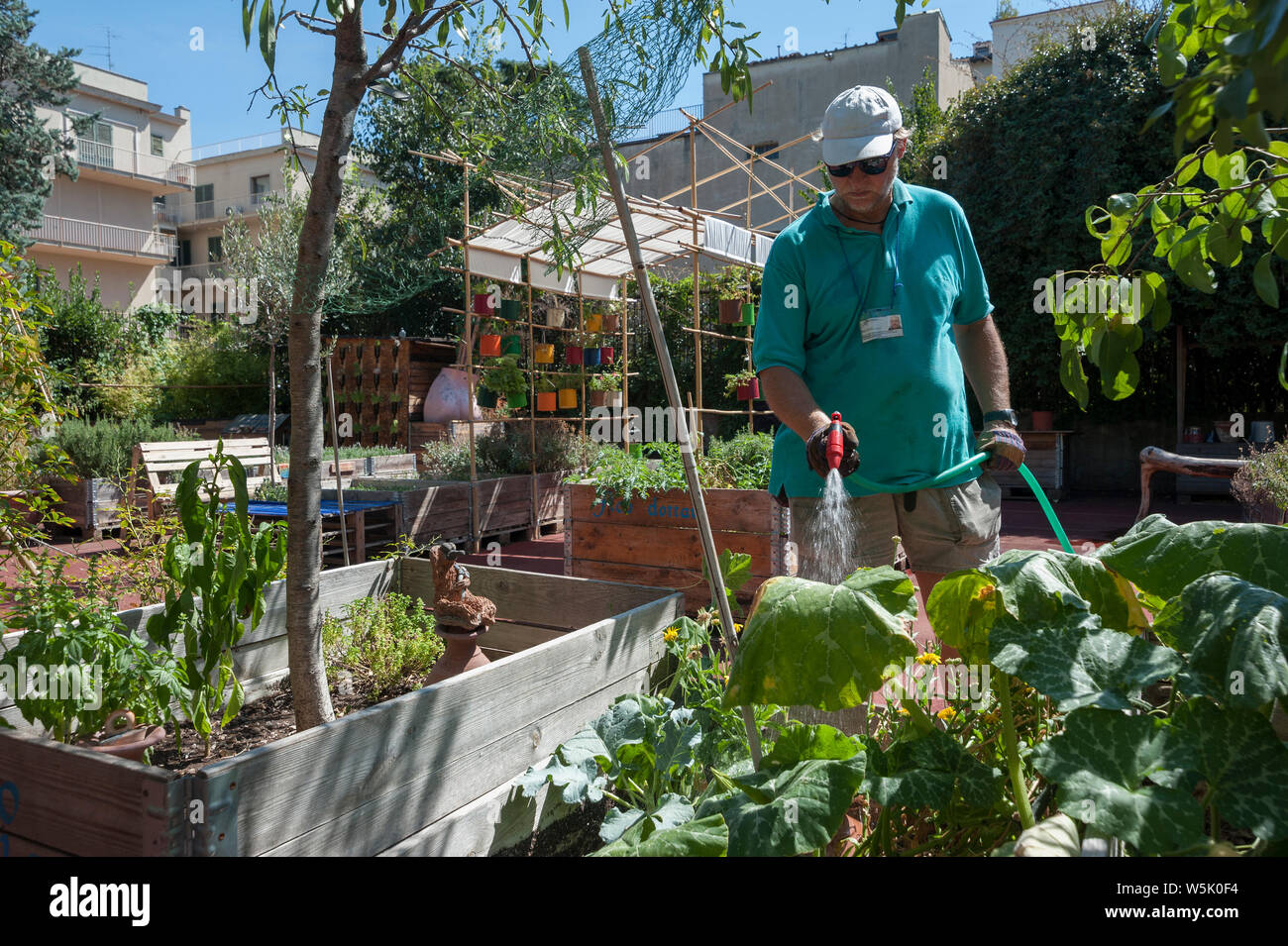 Landwirt Mann Bewässerung Gemüse in Holzkiste. Urban organischen Gartenbau. Stockfoto