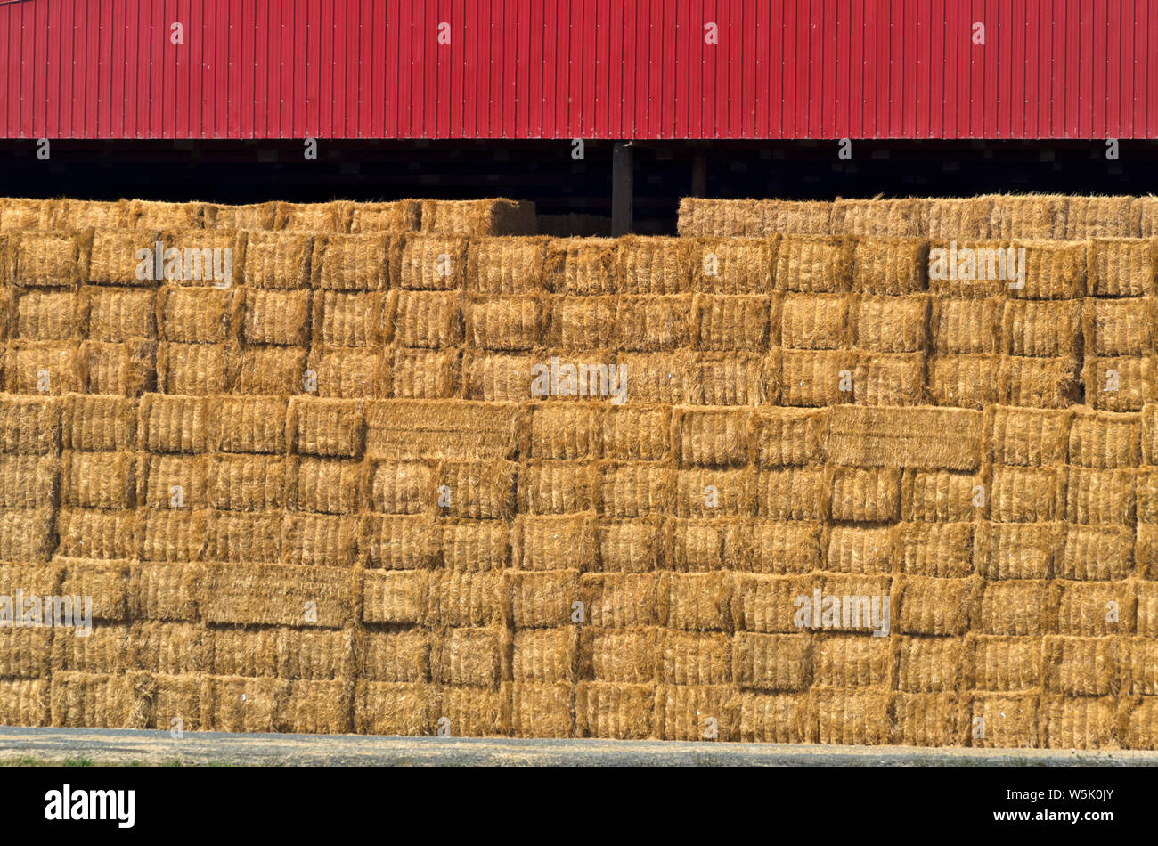 Oder: Benton County, Willamette Valley, ein großes, modernes Red Barn, gefüllt mit Ballen Heu. Stockfoto