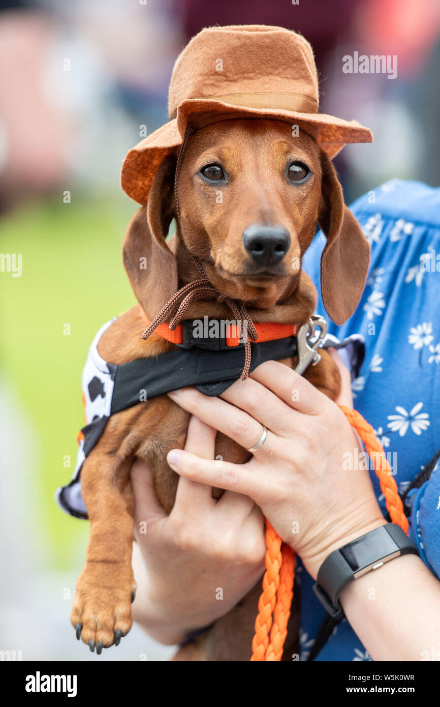 Daschund Fun Day - Musselburgh, Fancy Dress Amber der Cowboy Stockfoto