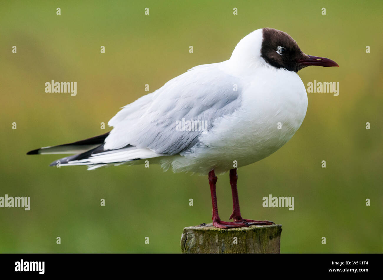 Schwarze Leitung Gull, Chroicocephalus ridibundus, stehend auf zaunpfosten auf der Insel Yell, Shetland. Als Hoodie Maa in Shetland bekannt. Stockfoto