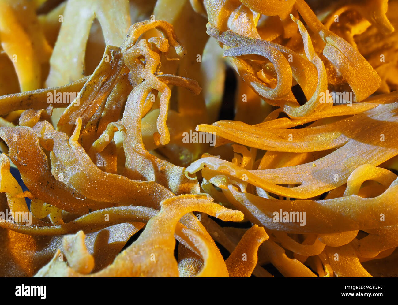 Nahaufnahme von einem Stapel von Mace (SPICE) Stücke Stockfoto