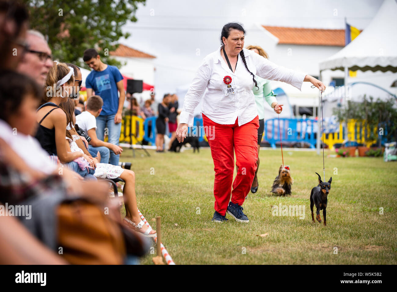 Pinscher in Aktion während der 38Th National Dog Show von Sintra und 36 internationalen Hunde Ausstellung in Lissabon. Stockfoto