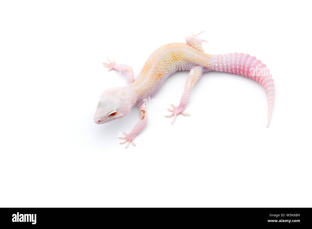 Die gemeinsame Leopard gecko auf weißem Hintergrund Stockfoto