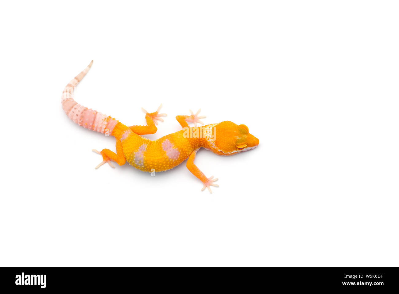 Die gemeinsame Leopard gecko auf weißem Hintergrund Stockfoto