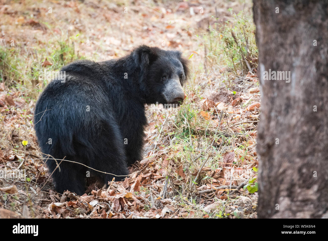 Faultiere, Melursus Ursinus, Andhari Tadoba Nationalpark, Chandrapur, Maharashtra, Indien Stockfoto