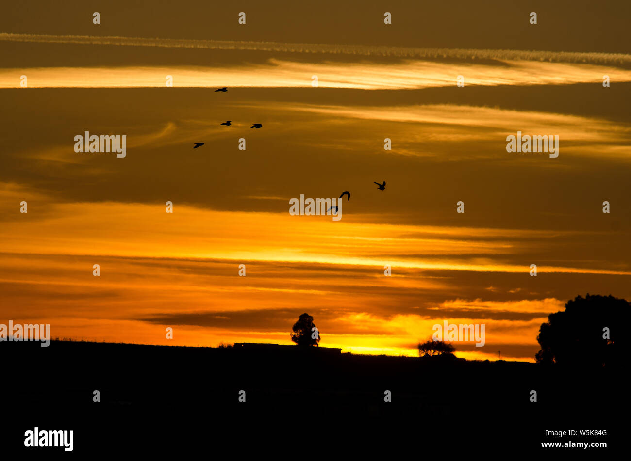 Ein neuer Tag, die Sonne durch die Wolken und die Vögel, die den magischen Moment genießen, während vom Wind ausgeblasen wird. Stockfoto