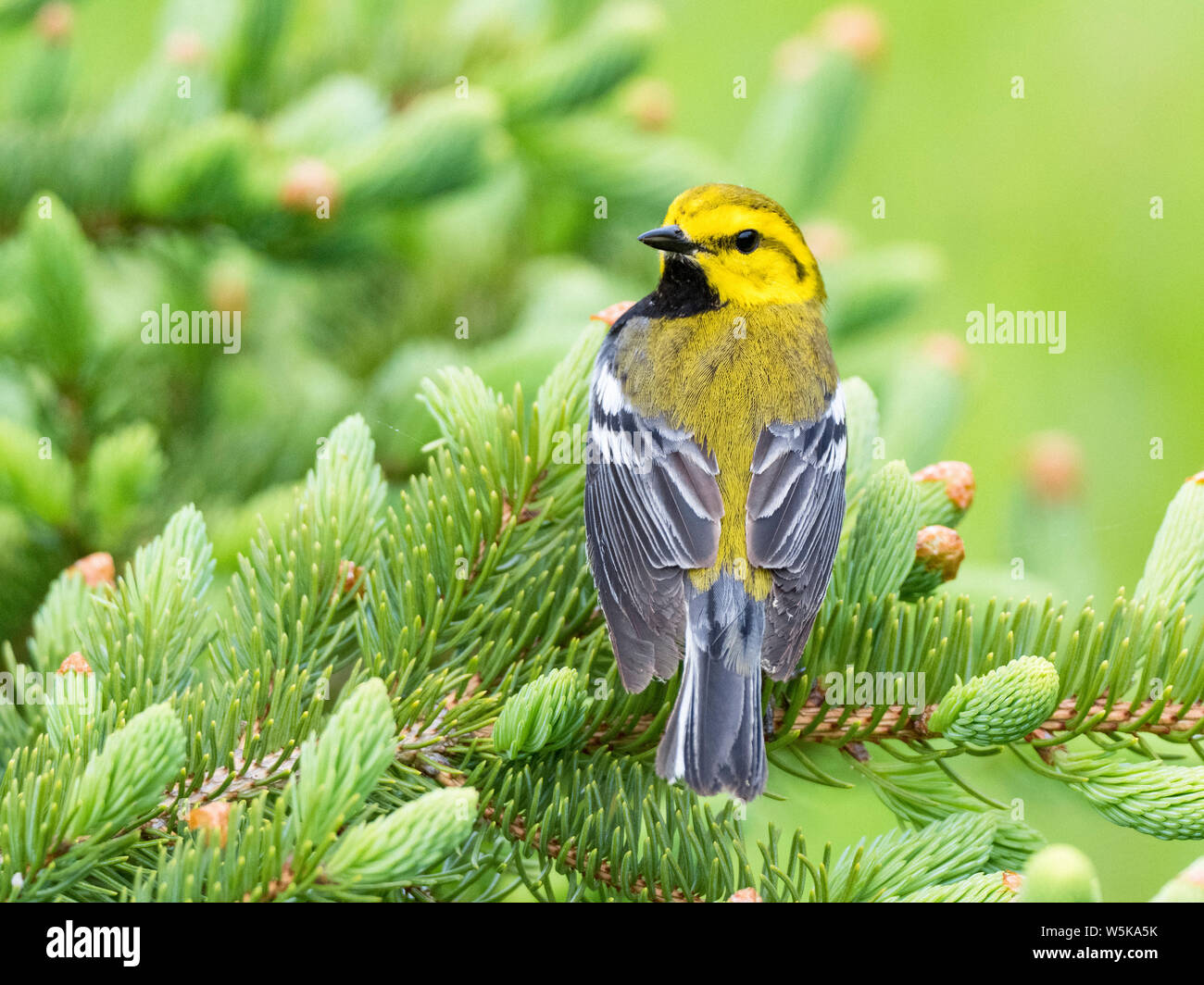 Black-throated green Warbler, Setophaga virens, männlich, im Frühjahr immergrüne Zweig gehockt, Nova Scotia, Kanada Stockfoto