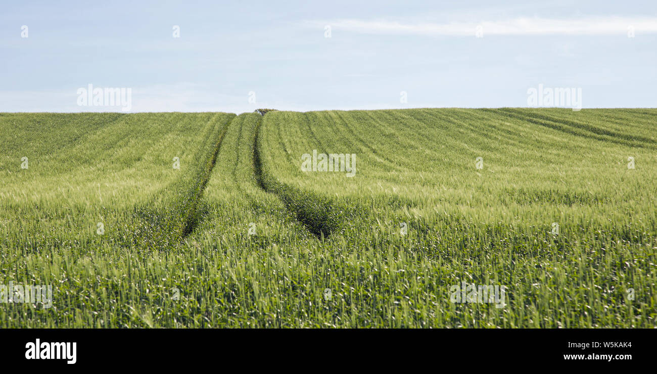 Zeilen in einer Bauernhof Feld grün grasartigen Pflanzen auf einem Hügel Stockfoto