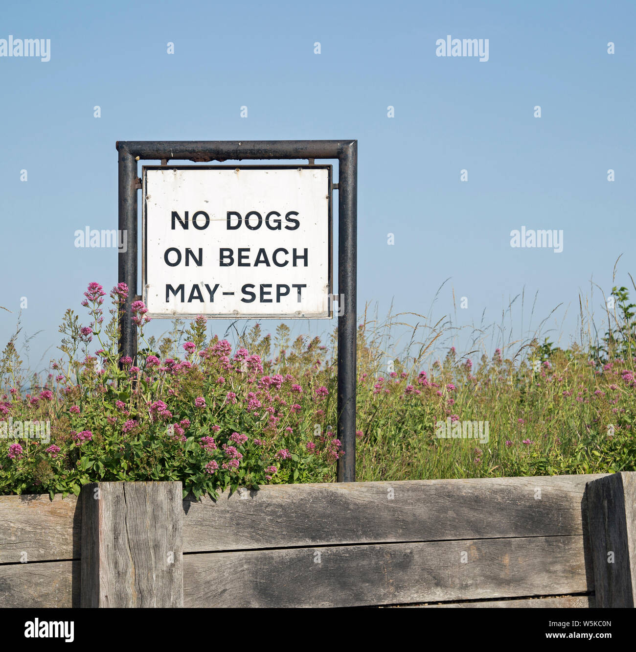 Ein Weißes Schild am Strand liest", keine Hunde am Strand Mai - September Stockfoto