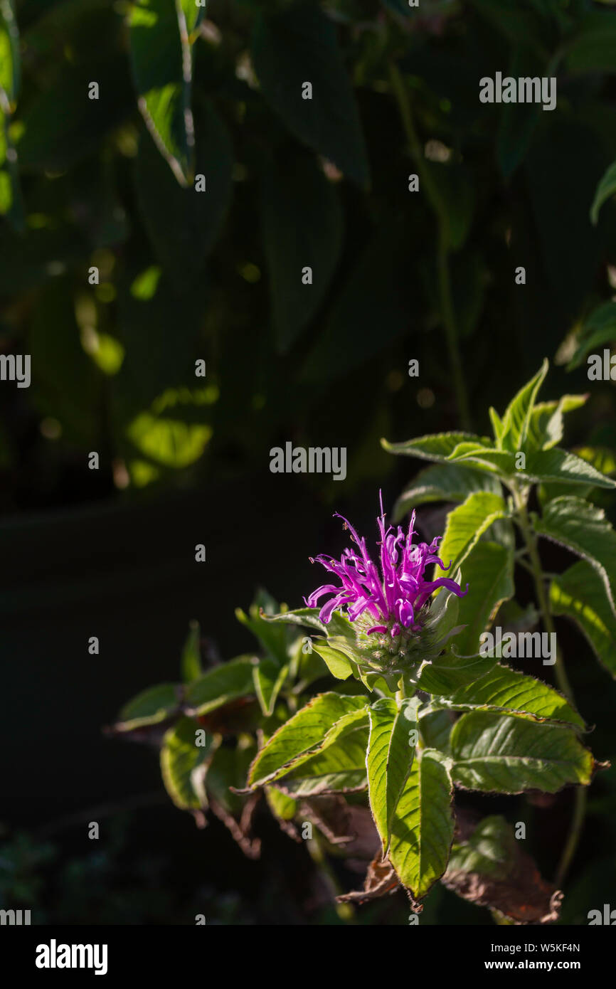 Lila Biene Balsam Blume gegen dunkle Garten Hintergrund. Stockfoto