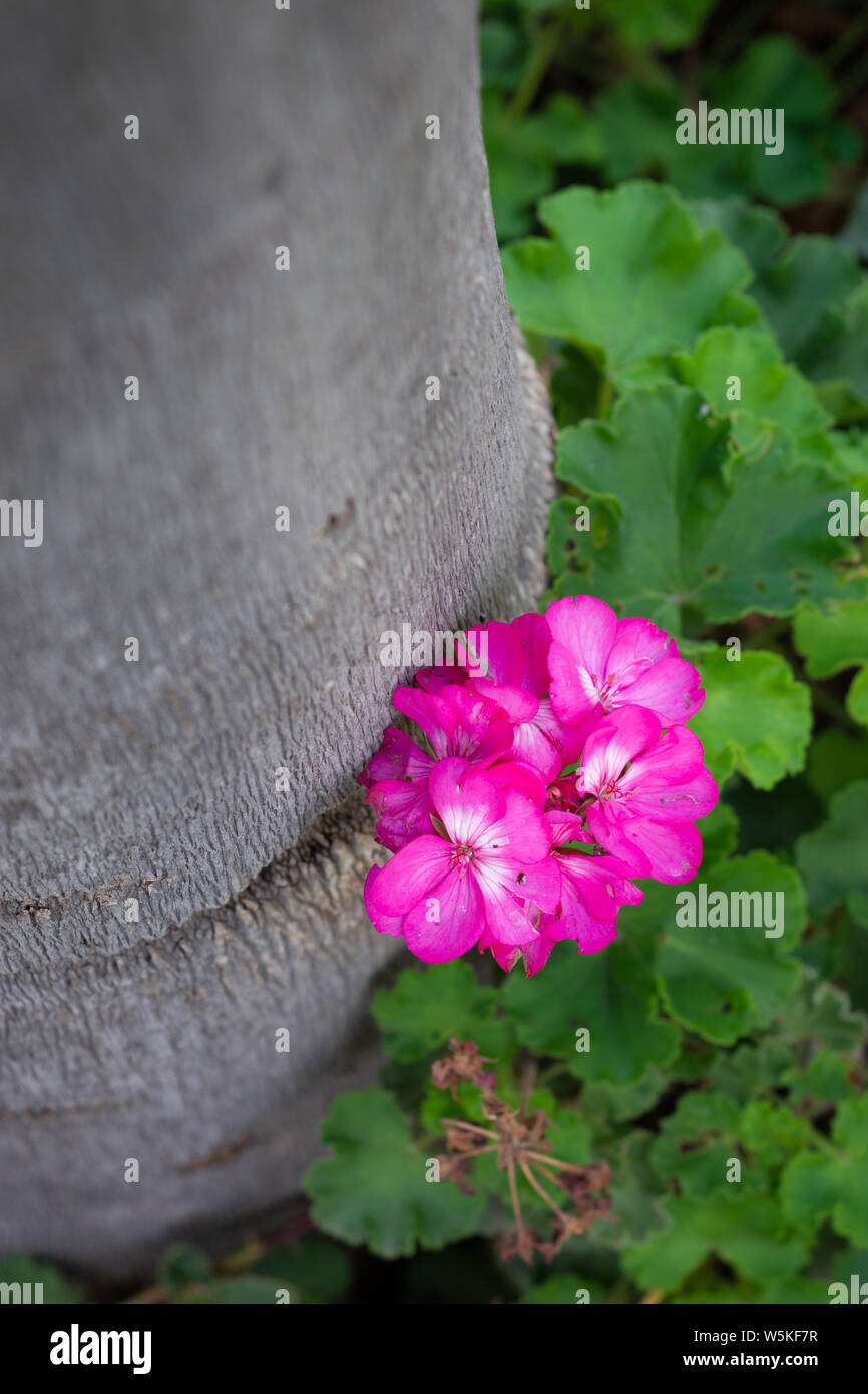 Rosa Blume Hintergrund auf einem Palm Stockfoto
