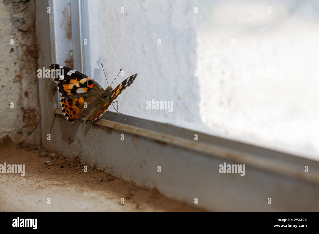 Distelfalter Schmetterling sieht aus dem Fenster. Stockfoto