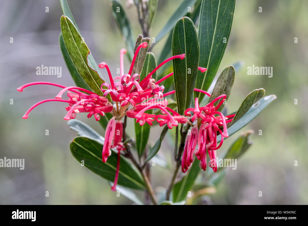 Grevillea oleoides Fotos und Bildmaterial in hoher Auflösung Alamy