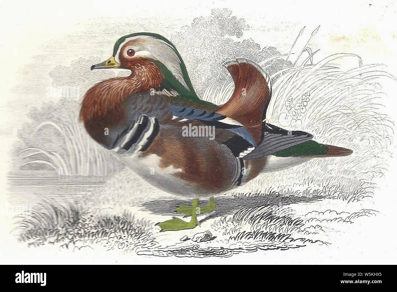 D'Orbigny-Canard mandarin et Pélican frisé-Aix galericulata. Stockfoto
