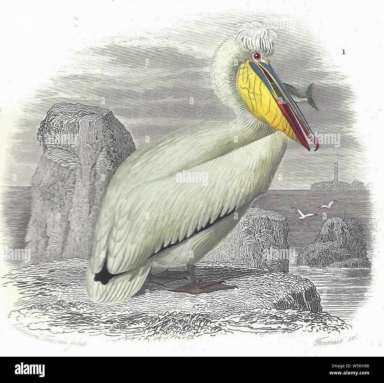 D'Orbigny-Canard mandarin et Pélican frisé - Pelecanus crispus. Stockfoto