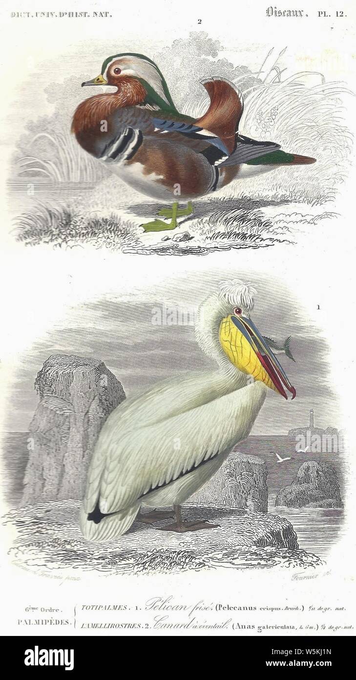 D'Orbigny-Canard mandarin et Pélican frisé. Stockfoto